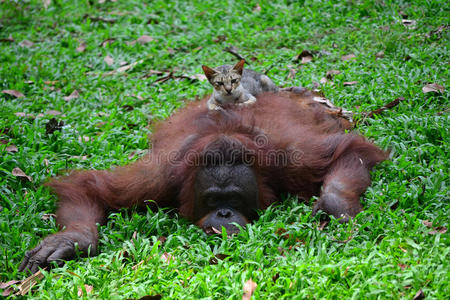 和猫一起玩图片