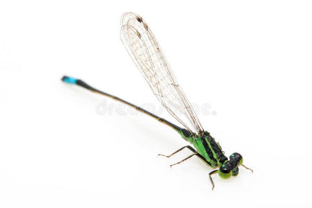 小绿蜻蜓