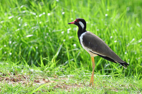 红垂金雀花vanellus indicus