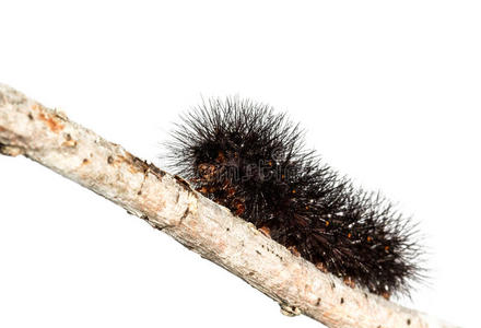 刺蛾幼虫图片