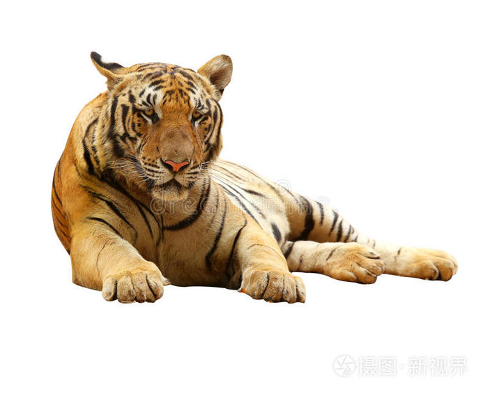 弯弯曲曲的老虎