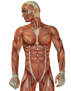 人体肌肉图人体肌肉结构正视图插画