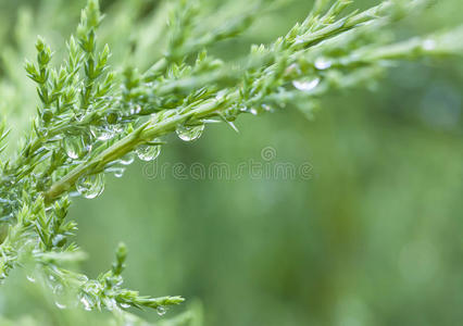 有气泡的绿色植物