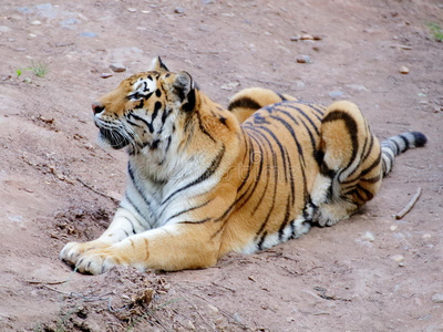 西伯利亚虎在地上的画像照片