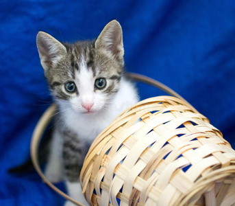 猫咪偷看的图片