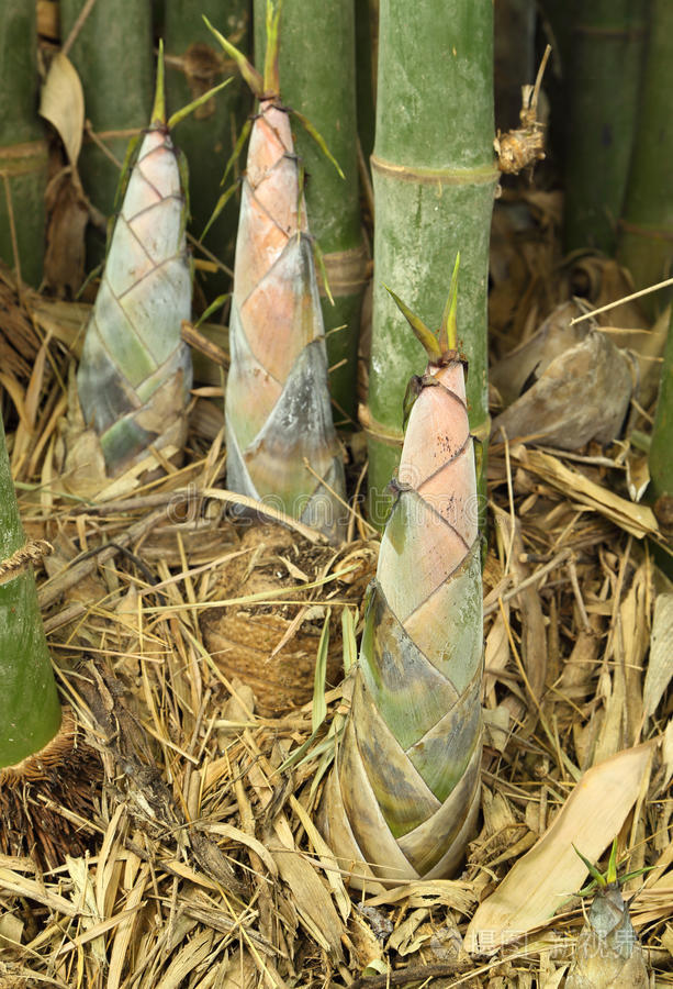 竹笋日本竹林竹子幼竹竹林查看作者其他作品查看更多>青草天田咖喱鱼