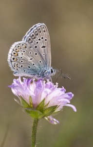 花上的蓝色小蝴蝶