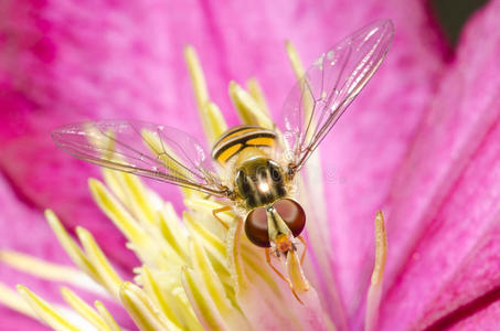 翅膀 紫色 粉红色 食蚜蝇 花园 花瓣 眼睛 雌蕊 夏天