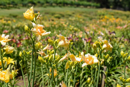 花园里的橙百合花