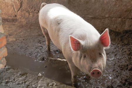 泥泞围栏中的白色猪，有着粉红色的背光耳朵