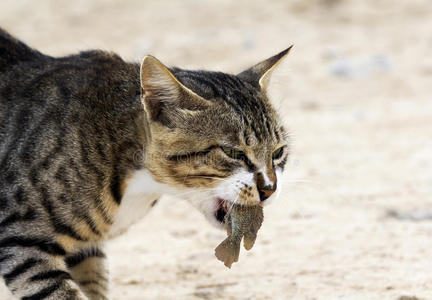 早餐猫