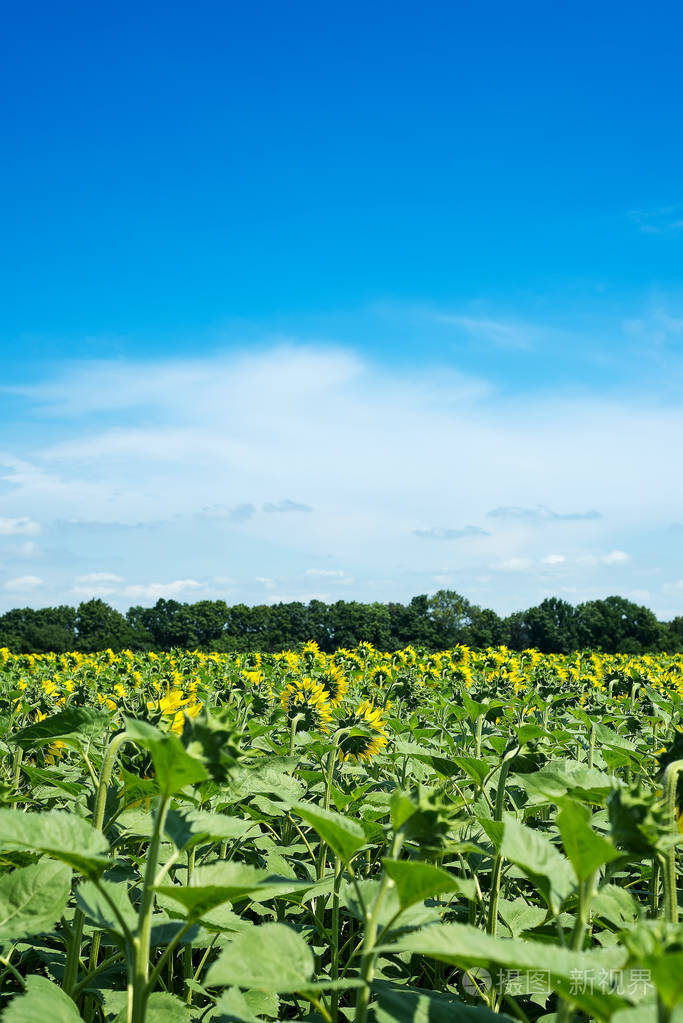 在背景蓝天上盛开的向日葵的田野.向日葵自然背景, 向日葵开花