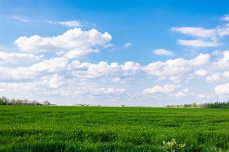 玉米场绿草蓝蓝的天空云多云景观