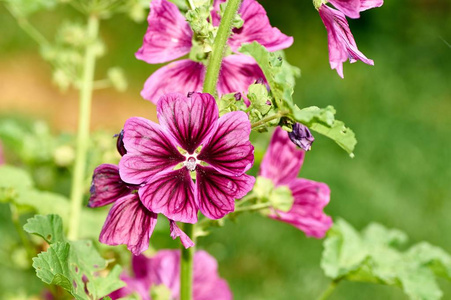 关闭蜀葵葵花或 Alcea, 花在模糊背景上