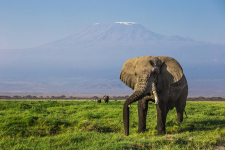 乞力马扎罗山在后面与雄性非洲大象