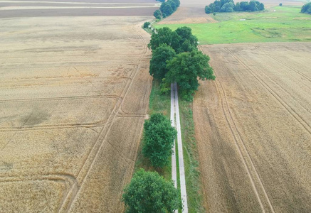 黄麦田与地路绿林的鸟瞰图图片