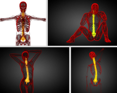 人体的脊柱三维渲染医疗图