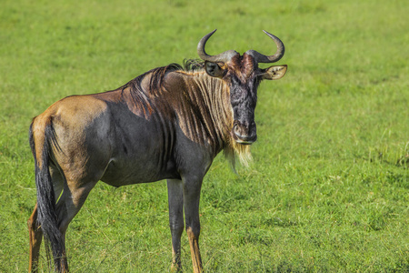 马赛马拉国家公园肯尼亚的野生动物
