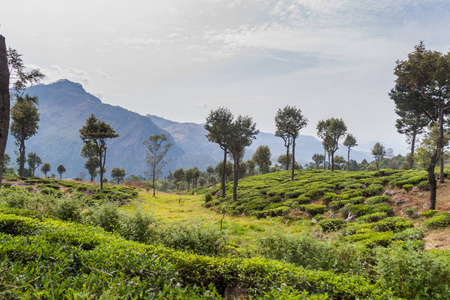 斯里兰卡哈普特莱附近山区的茶叶种植园