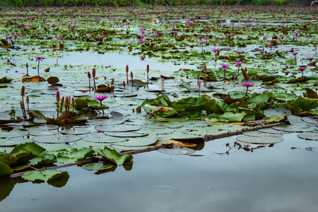 泰国湖中的红莲花之美