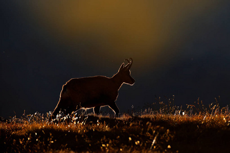 在阿尔卑斯的日落。羚羊, Rupicapra Rupicapra, 在绿色的草地, 大天堂, 意大利。山上有角的动物。野生动物现