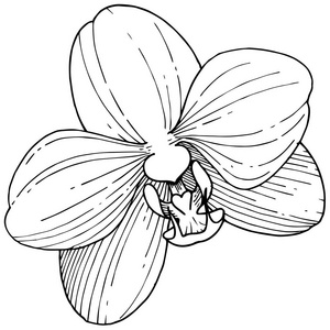 兰花花以矢量风格隔开。植物全名 兰花。背景纹理包装图案框架或边框的矢量花