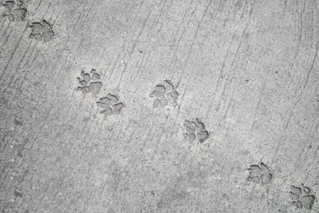 在水泥地板上的小狗的脚印