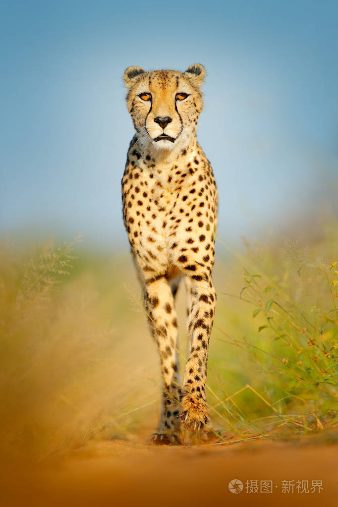 猎豹, 猎豹属 jubatus, 漫步野猫.