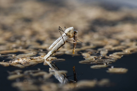 按蚊新生儿大劣按蚊照片
