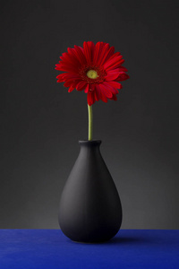 非洲菊在黑色背景上的花瓶
