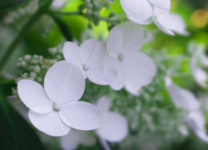 盛开的白花背景图片