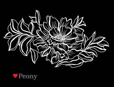 装饰牡丹花, 设计元素。可用于贺卡请柬横幅海报平面设计。线条艺术风格的花卉背景