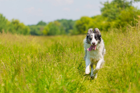 边境牧羊犬狗在高草甸户外玩耍。狗户外肖像。男人最好的朋友, 聪明的狗, 宠物的概念