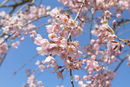 树枝上盛开的樱桃的粉红色花朵