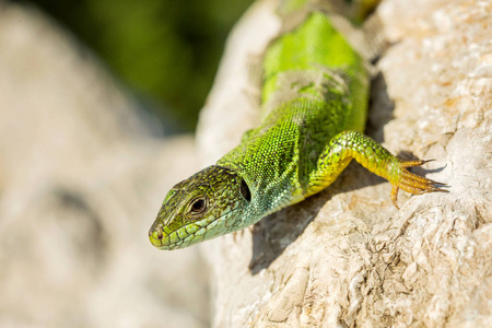 绿色的绿蜥蜴绿色蜥蜴-蝎虎座绿色藻蜕皮照片