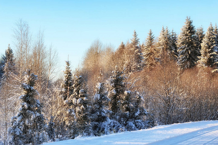 森林景观阳光冬雪