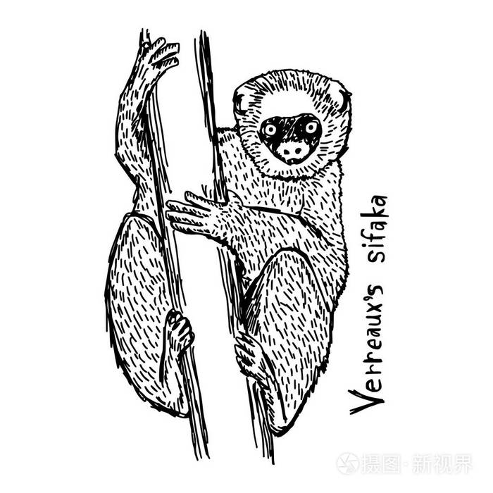 善于的狐猴-矢量图草图手绘与孤立的白色背景上的黑色线条插画-正版