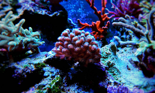 Pocilopora 五颜六色的 Sps 珊瑚在盐水水族馆礁坦克