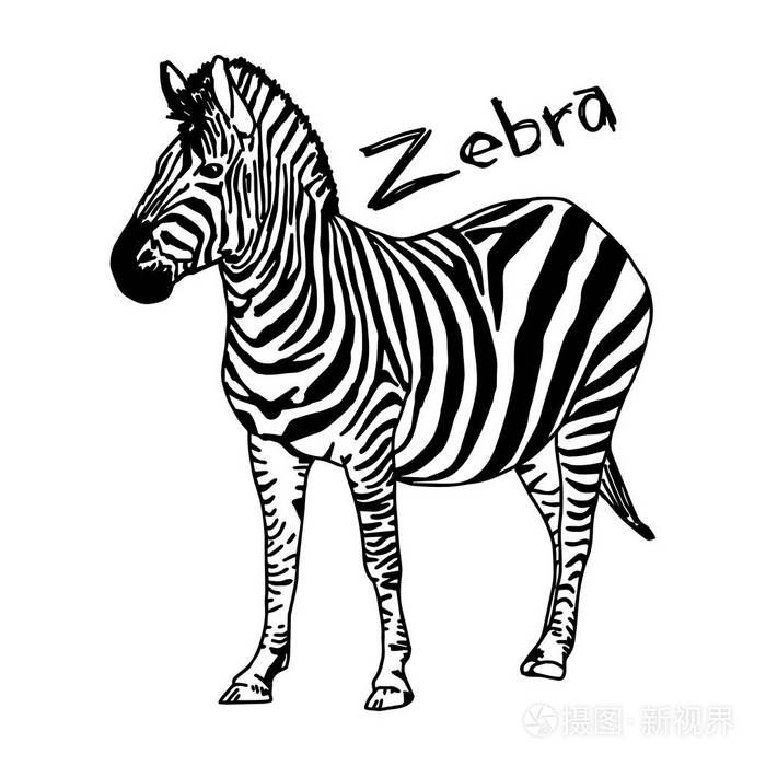 斑马-矢量插画素描手绘与孤立的白色背景上的黑色线条