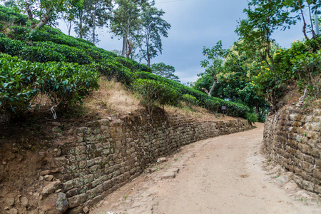 在斯里兰卡艾拉附近的茶叶种植园的路径