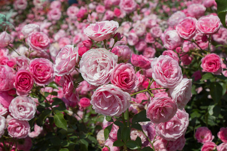 春天花园里盛开的美丽玫瑰束