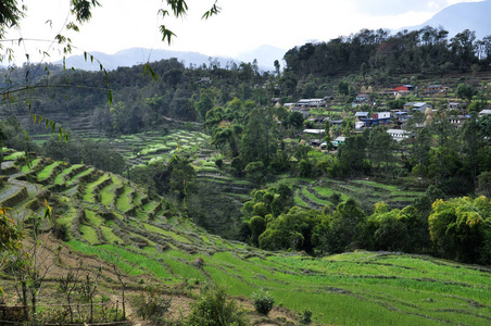 绿色领域, 米梯田