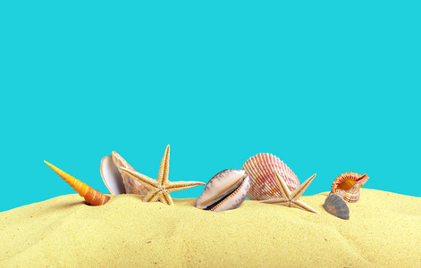 海滩海星海贝壳