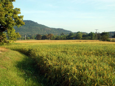 收获季节稻田与美丽的山背景