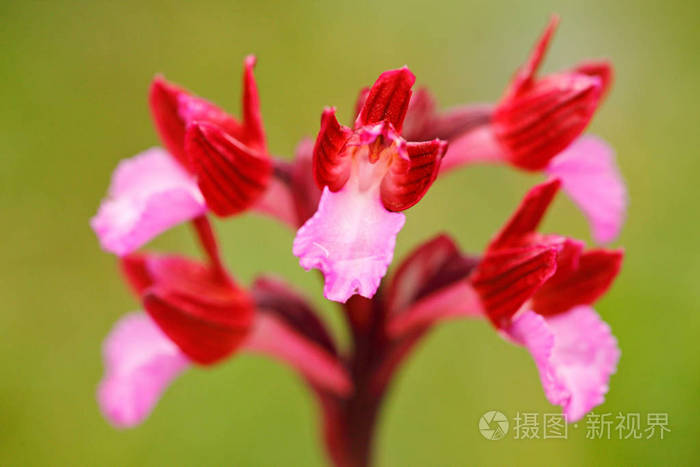 兰花papilionacea 粉红色蝴蝶兰 在意大利的法国 开花欧洲陆地野生兰花 自然栖息地 美丽的细节绽放 春天场面照片 正版商用图片0qn1zt 摄图新视界