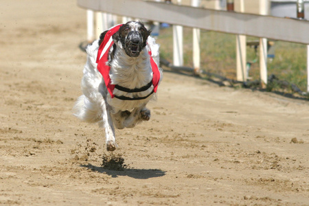 灵缇犬赛道与走狗的视图照片