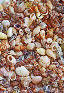 模式的可爱漂亮的彩色的贝壳在海滩上
