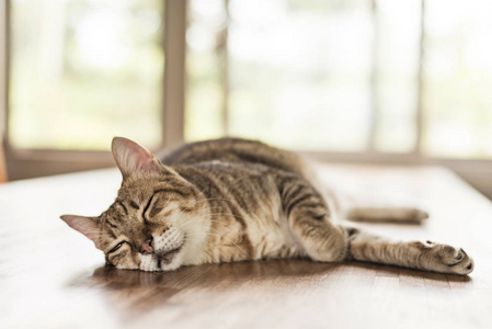 在室内桌子上的胖猫睡眠