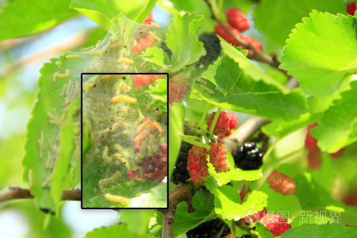 枝与成熟桑树和家蚕.昆虫害虫吃掉了桑树绿叶的近距离.蚕吃叶子