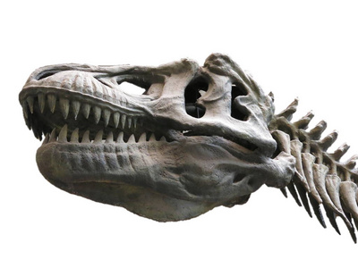 白色背景恐龙骨架图片